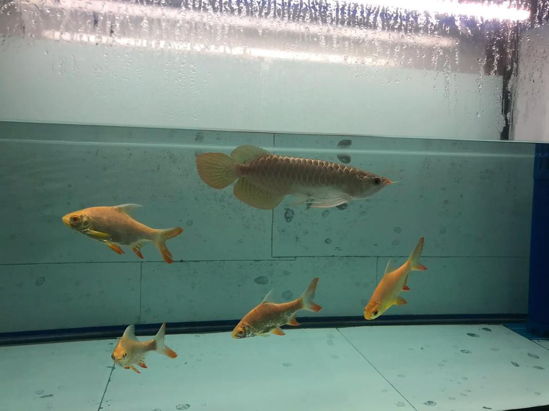 紅龍魚幼魚圖片欣賞 紅龍魚幼魚圖片欣賞 龍魚百科 第19張