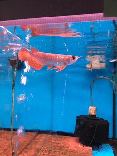 紅龍魚幼魚圖片欣賞 紅龍魚幼魚圖片欣賞 龍魚百科 第11張