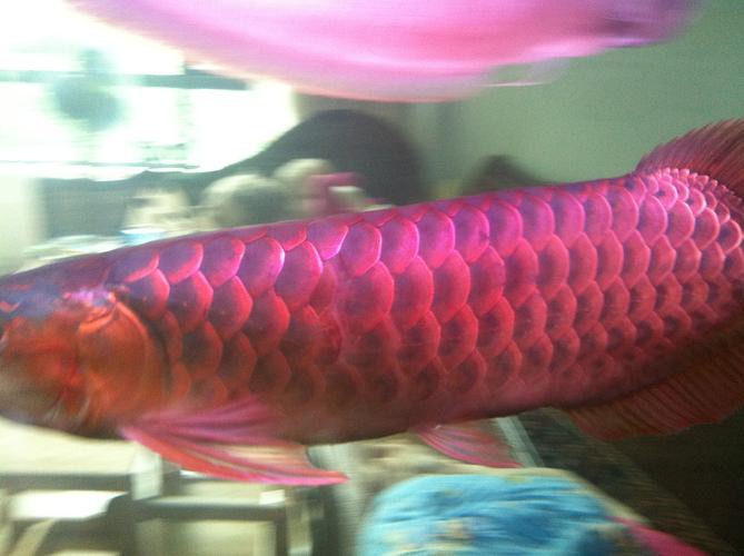 紅龍魚幼魚圖片欣賞 紅龍魚幼魚圖片欣賞 龍魚百科 第4張