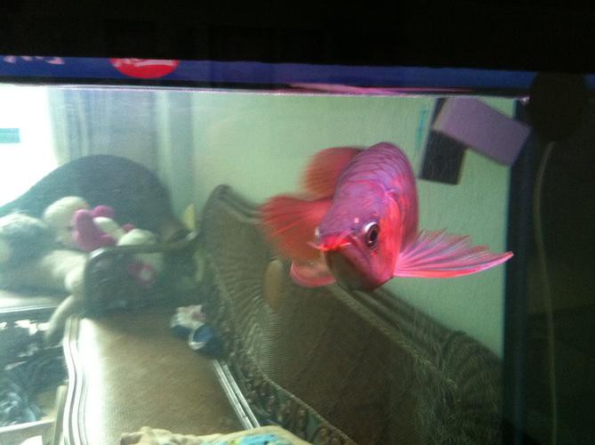 紅龍魚幼魚圖片欣賞 紅龍魚幼魚圖片欣賞 龍魚百科 第7張