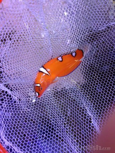 紅龍魚幼魚圖片欣賞 紅龍魚幼魚圖片欣賞 龍魚百科 第16張