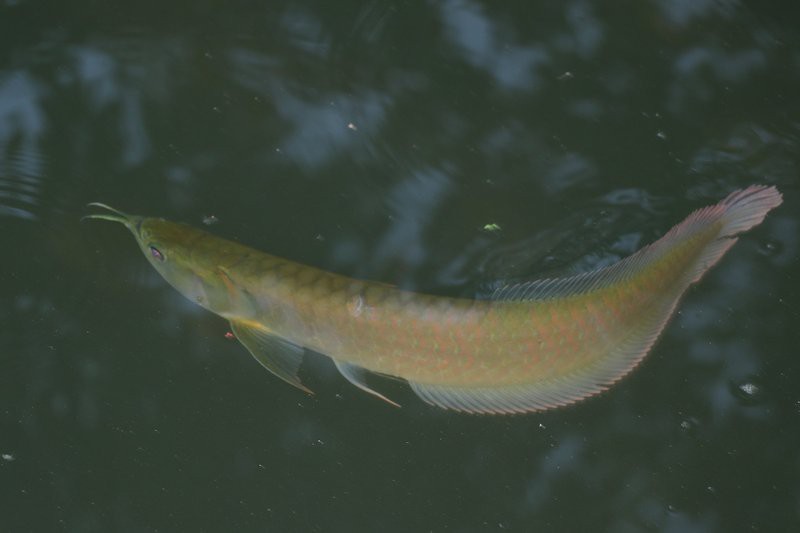 小龍魚學(xué)名叫什么