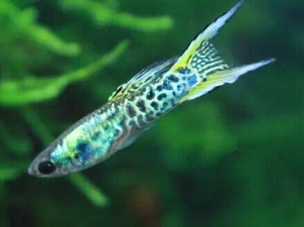 金鼓魚混養最佳搭配 金鼓魚混養最佳搭配 龍魚百科 第1張