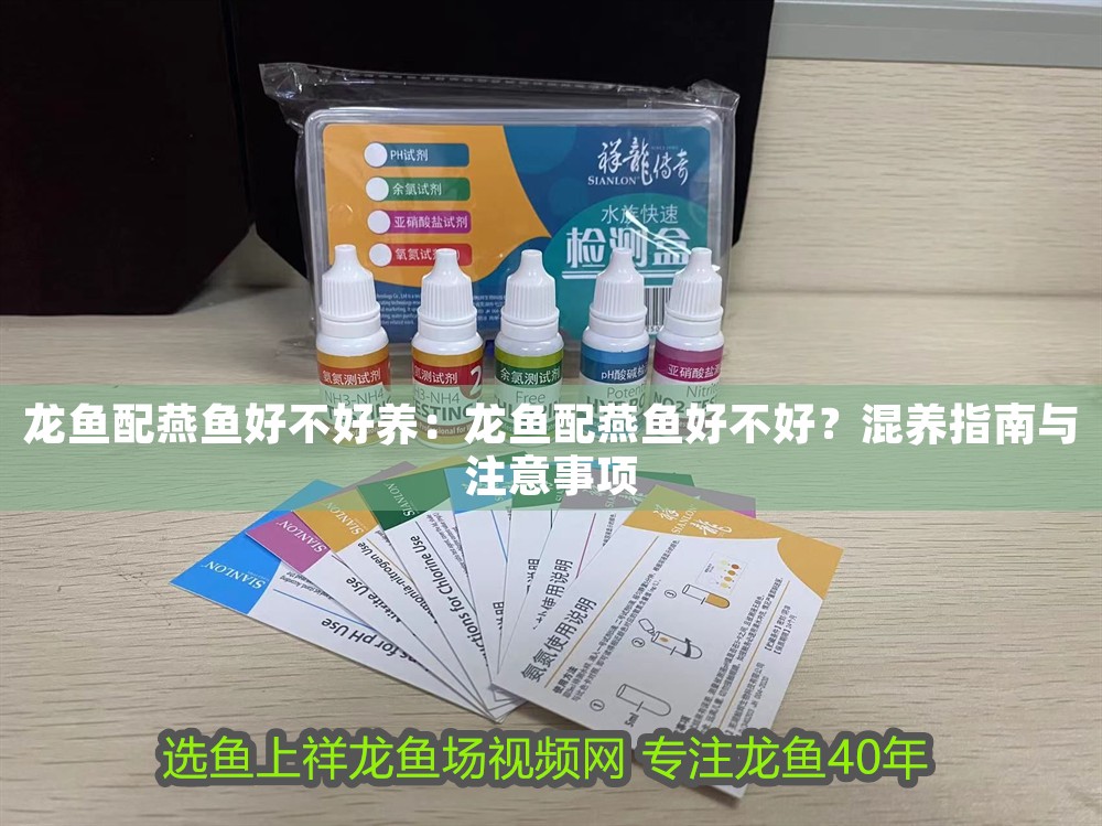 龍魚配燕魚好不好養：龍魚配燕魚好不好？混養指南與注意事項