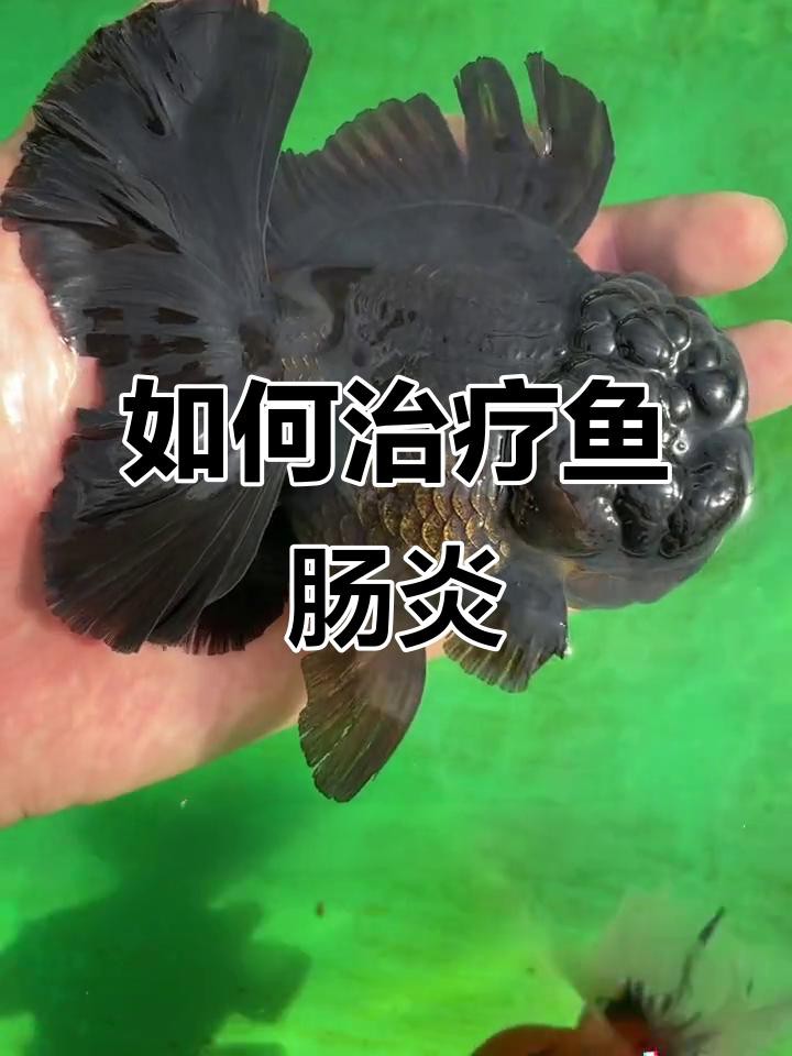 金龍魚腸炎會(huì)自愈嗎？