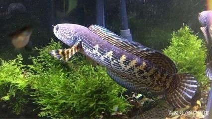 龍魚和招財魚打架誰厲害：龍魚和招財魚混養注意事項龍魚和招財魚混養注意事項