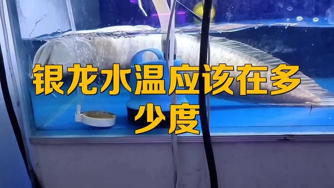 養銀龍魚水溫多少度最好