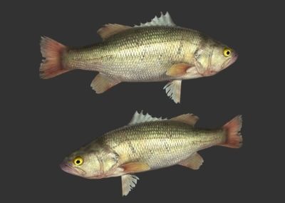 生肖龍適合養什么魚？：生肖龍的人適合養一些具有吉祥寓意的魚類