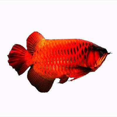 龍魚風水講究（養龍魚需要注意以下幾個方面的講究和忌諱，養好龍魚）