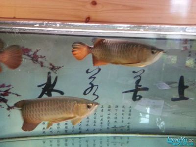 金龍魚和血鸚鵡混養嗎：金龍魚和血鸚鵡可以混養嗎