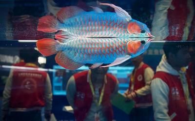 2024世界龍魚錦標賽（2019“長城杯”世界龍魚錦標賽報名開啟）