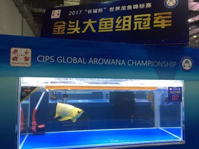 2024世界龍魚錦標賽（2019“長城杯”世界龍魚錦標賽報名開啟）