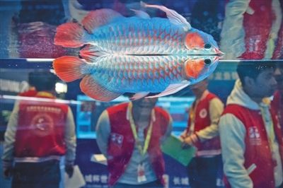 2024世界龍魚錦標賽（2019“長城杯”世界龍魚錦標賽報名開啟）