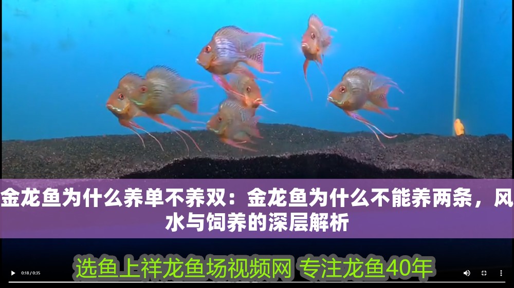 金龍魚為什么養單不養雙：金龍魚為什么不能養兩條，風水與飼養的深層解析
