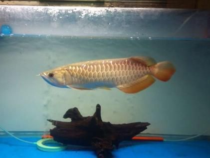 金龍魚體型小怎么糾正（關于金龍魚體型小怎么糾正金龍魚體型小怎么糾正）