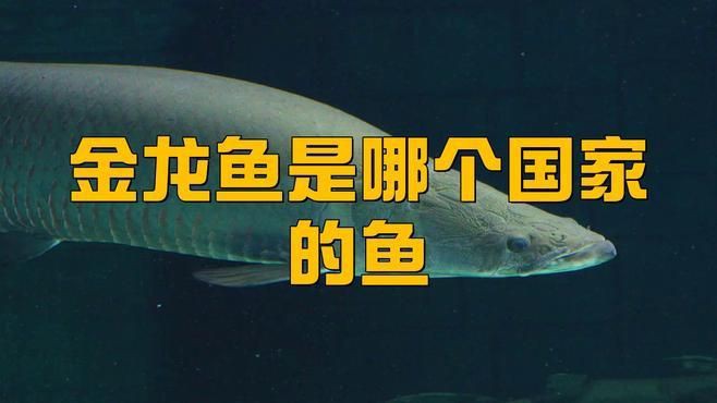 金龍龍魚是哪里的品牌