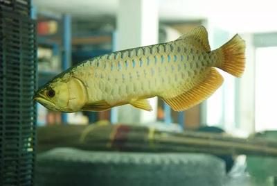 龍魚身上有白色絮狀物下鹽：龍魚身上出現白色絮狀物可能是由于感染了水霉菌或其他微生物