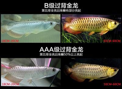 金龍魚品相級(jí)別怎么分：如何快速區(qū)分金龍魚的品相？ 金龍魚品相級(jí)別怎么分：如何快速區(qū)分金龍魚的品相？ 龍魚百科 第1張