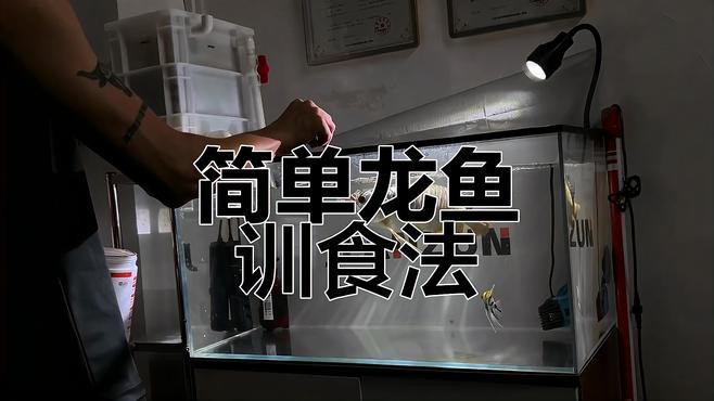 如何安全地與龍魚互動(dòng)？ 如何安全地與龍魚互動(dòng)？ 龍魚百科 第1張