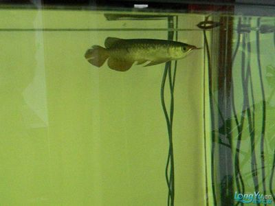 龍魚換水需要放些什么東西：龍魚換水時需要注意的事項