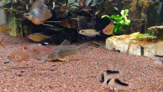 亞馬遜河特色觀賞魚介紹：亞馬遜河特色觀賞魚