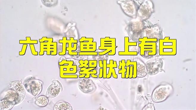 龍魚真菌病的癥狀有哪些 龍魚真菌病的癥狀有哪些 龍魚百科 第1張