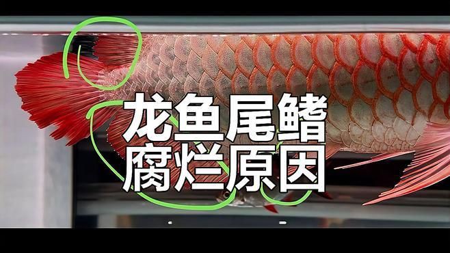 龍魚真菌病的癥狀有哪些 龍魚真菌病的癥狀有哪些 龍魚百科 第5張