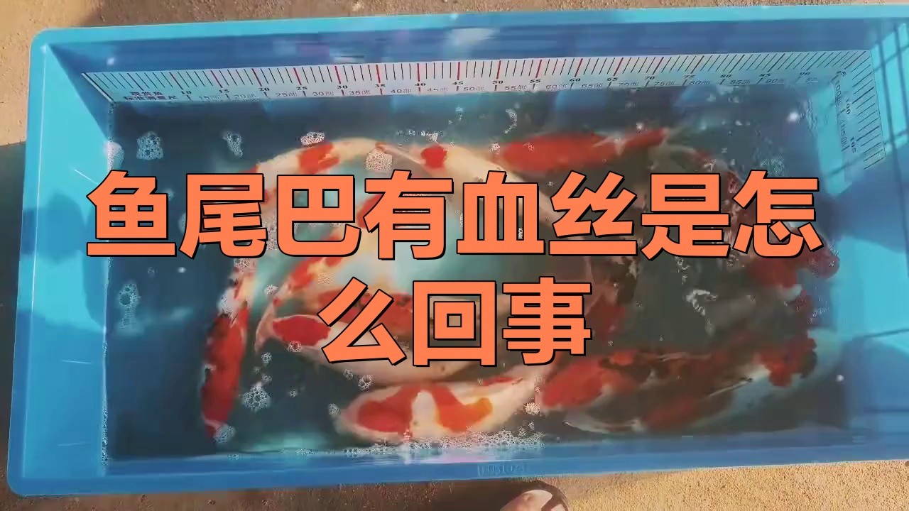 龍魚尾鰭充血不治療會自愈嗎？