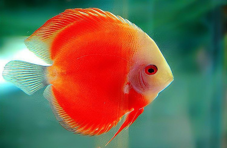 龍魚尾鰭充血不治療會自愈嗎？