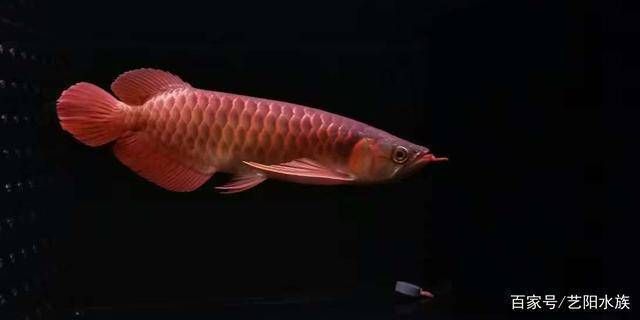 龍魚用什么顏色的背景：如何挑選優質龍魚