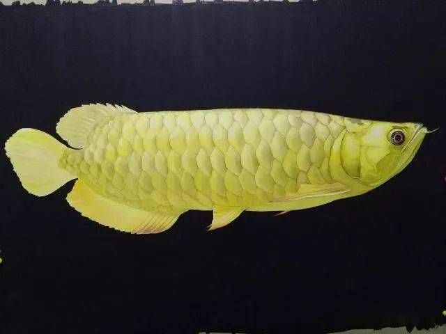 龍魚有病怎么治療