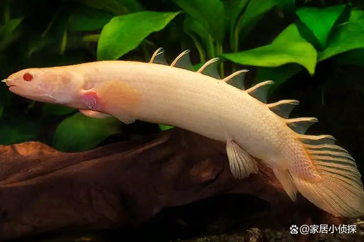 恐龍魚怎么樣才能長大