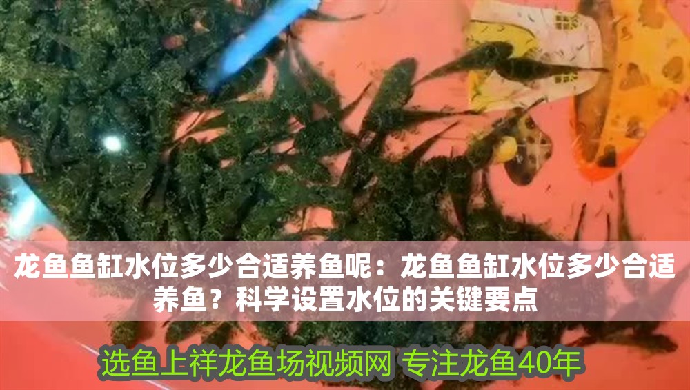 龍魚魚缸水位多少合適養魚呢：龍魚魚缸水位多少合適養魚？科學設置水位的關鍵要點
