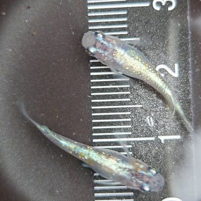 買(mǎi)紅龍魚(yú)的日記三年級(jí)上冊(cè)300字左右（三年級(jí)學(xué)生小明在寵物店挑選紅龍魚(yú)的過(guò)程中的成長(zhǎng)與變化）