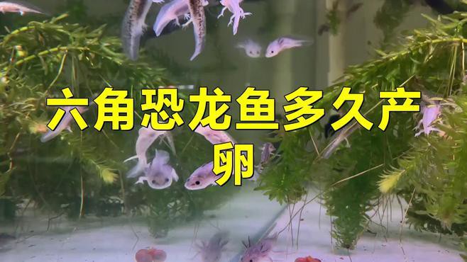 六角龍魚多久繁殖一次？