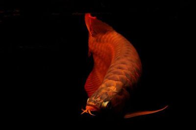 龍魚只在水面上游怎么辦：如何改善龍魚在水族箱中游泳的行為