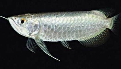 龍魚只在水面上游怎么辦：如何改善龍魚在水族箱中游泳的行為