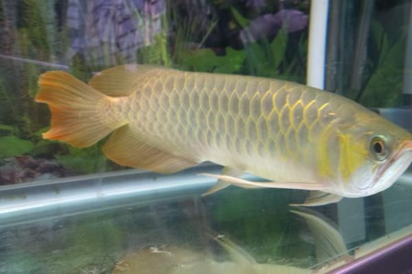 龍魚趴缸怎么處理最好