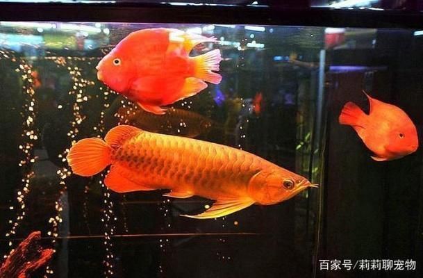 龍魚缸ph值高怎么降：龍魚打架會不會打死魚(龍魚打架會導致死亡嗎
