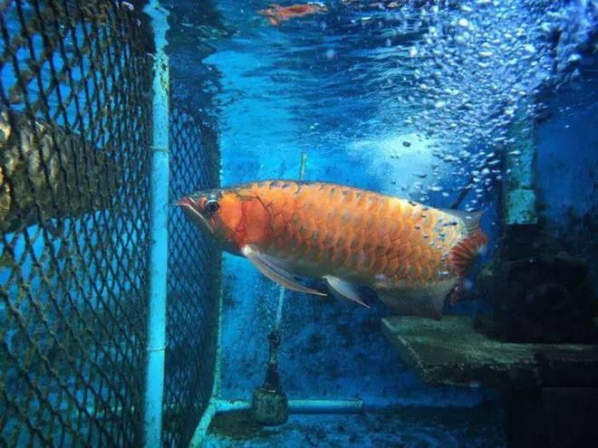 龍魚飼養成本：養一條龍魚的成本包括哪些方面？