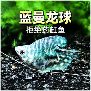 黃曼龍魚身上有紅斑【如何預防黃曼龍魚身上出現紅斑】