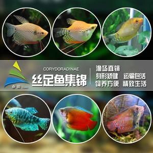 黃曼龍魚身上有紅斑【如何預防黃曼龍魚身上出現紅斑】