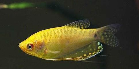 黃曼龍魚身上有紅斑【如何預防黃曼龍魚身上出現紅斑】