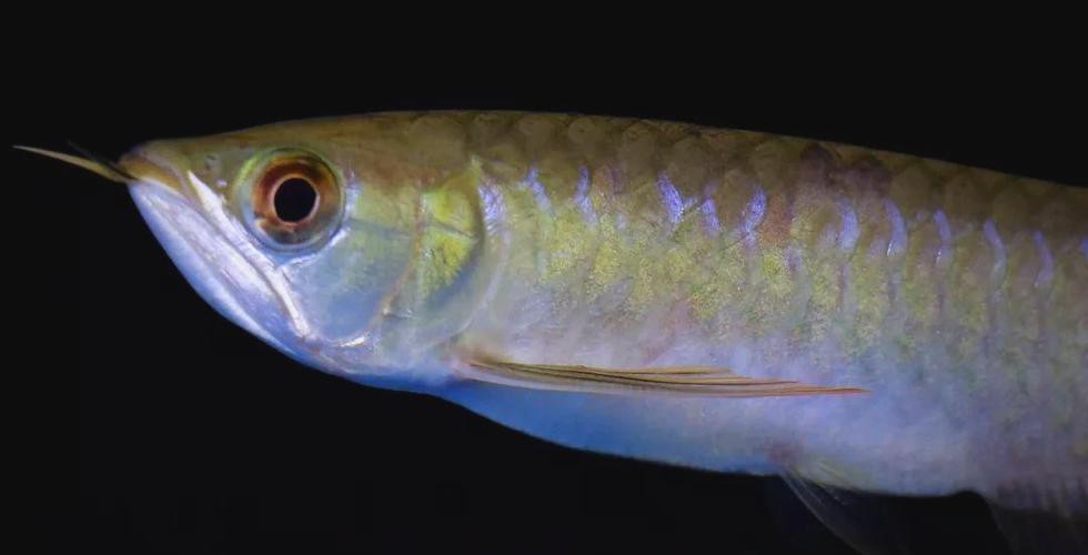 小紅龍魚(yú)圖片高清圖