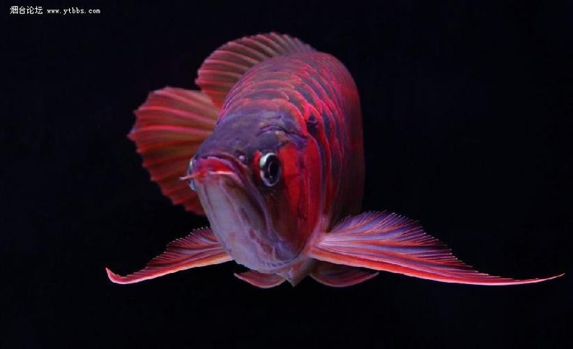 小紅龍魚(yú)圖片高清圖