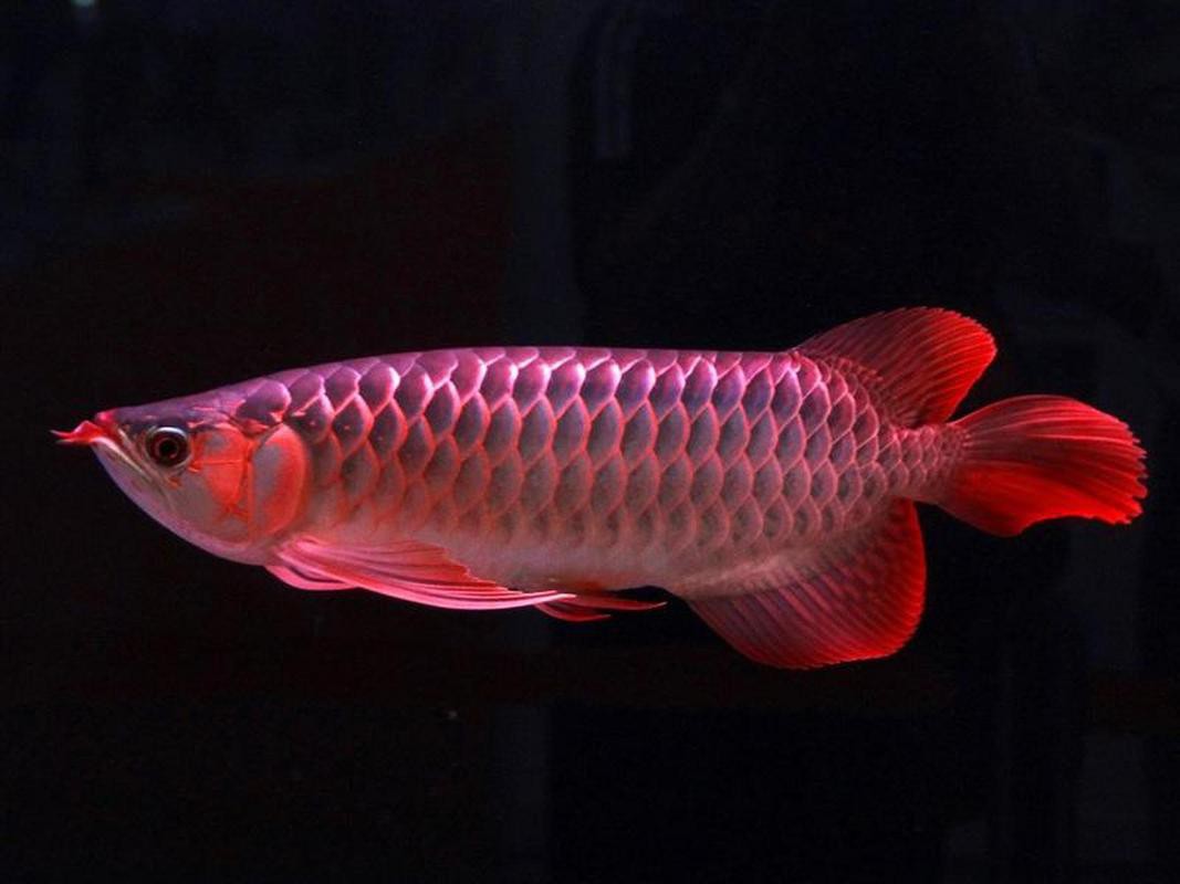 小紅龍魚(yú)圖片高清圖