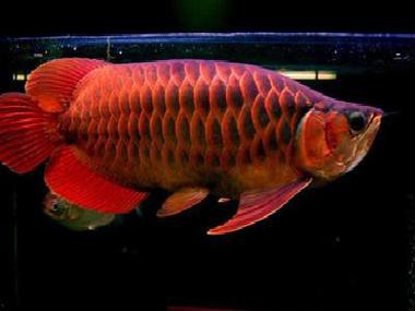 小紅龍魚(yú)圖片高清圖