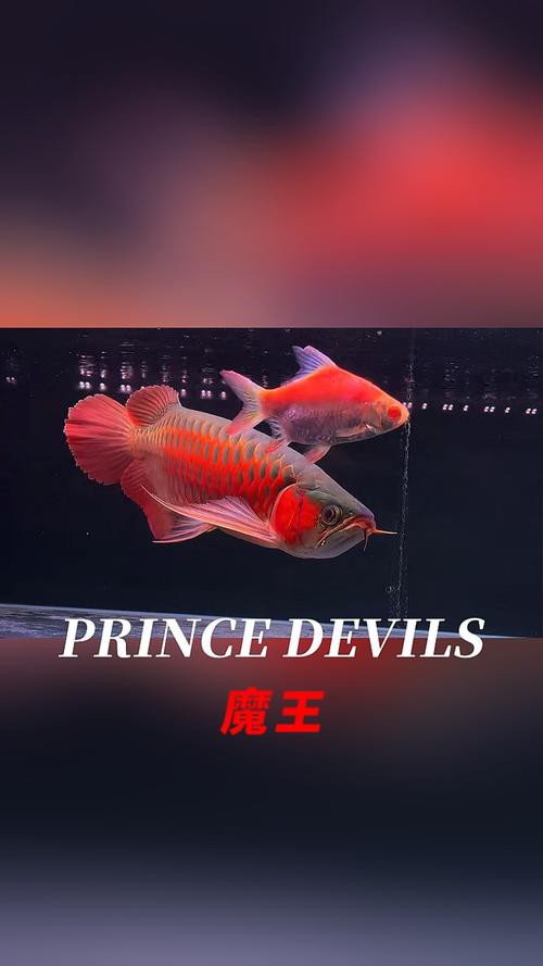 小紅龍魚(yú)圖片高清圖