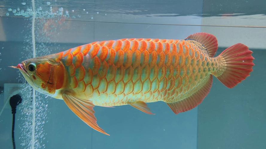 小紅龍魚(yú)圖片高清圖