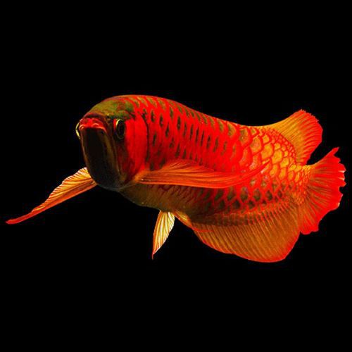 小紅龍魚(yú)圖片高清圖